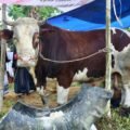 Bupati Serahkan Sapi Kurban Presiden Prabowo, Bobot 1,05 Ton