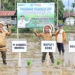 Bupati Bone Tanam Perdana Padi Inpari 300, Perkuat Swasembada Pangan 2026