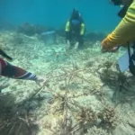 Aksi Nyata Lintas Lembaga, 135 Fragmen Karang Baru Sukses Ditanam di Perairan Tangkulara