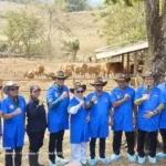 Strategi Baru Pemkab Bone: Sapi Bali Jadi Penopang Ekonomi Ketiga Setelah Padi dan Jagung