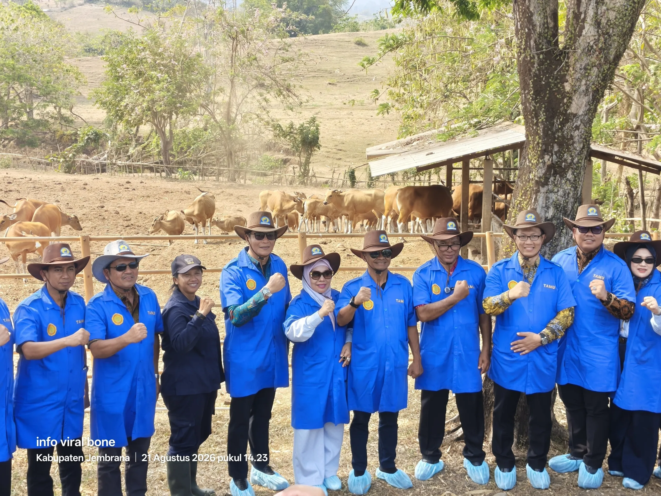 Strategi Baru Pemkab Bone: Sapi Bali Jadi Penopang Ekonomi Ketiga Setelah Padi dan Jagung