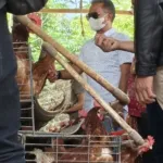 Studi Tiru ke Bali, Bupati Bone Siap Kembangkan Ekosistem Hilirisasi Ayam Terintegrasi di Bumi Arung Palakka