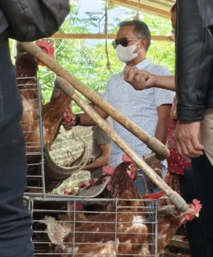 Studi Tiru ke Bali, Bupati Bone Siap Kembangkan Ekosistem Hilirisasi Ayam Terintegrasi di Bumi Arung Palakka