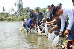 ​Wujud Syukuran dan Kelestarian Lingkungan, BupAAS Lepas 10 Ribu Bibit Ikan di Sungai Walannae Saat Pesta Panen Mallemmang